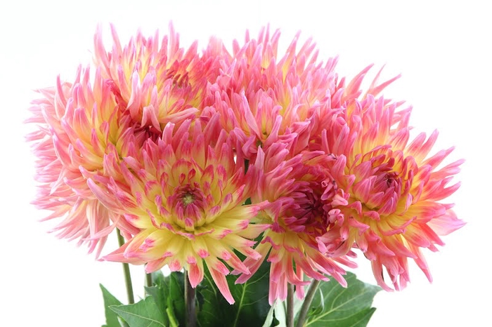 <h4>Dahlia Karma Sangria Extra</h4>