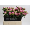 Paeonia Jacorma