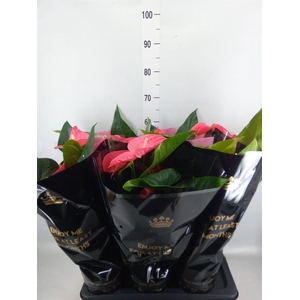 Anthurium andr. 'Maine'