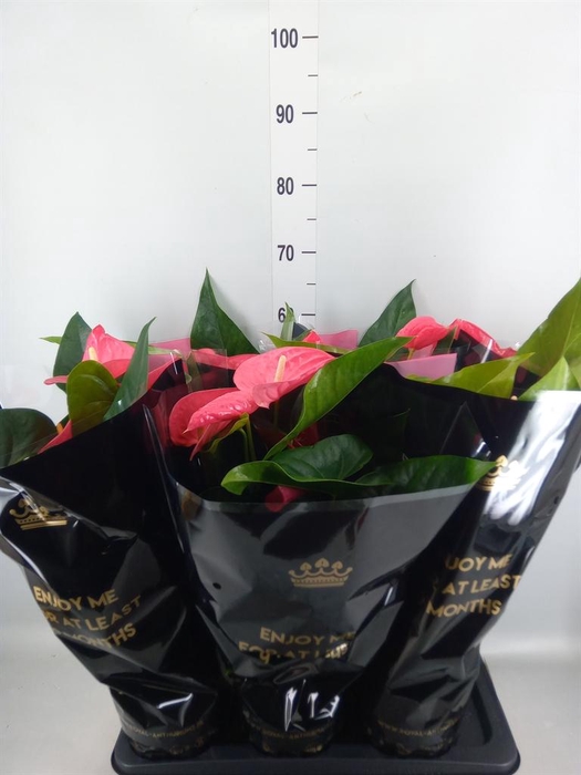 <h4>Anthurium andr. 'Maine'</h4>