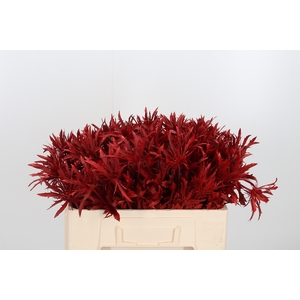 Eryn Supernova Kl Bh Rood