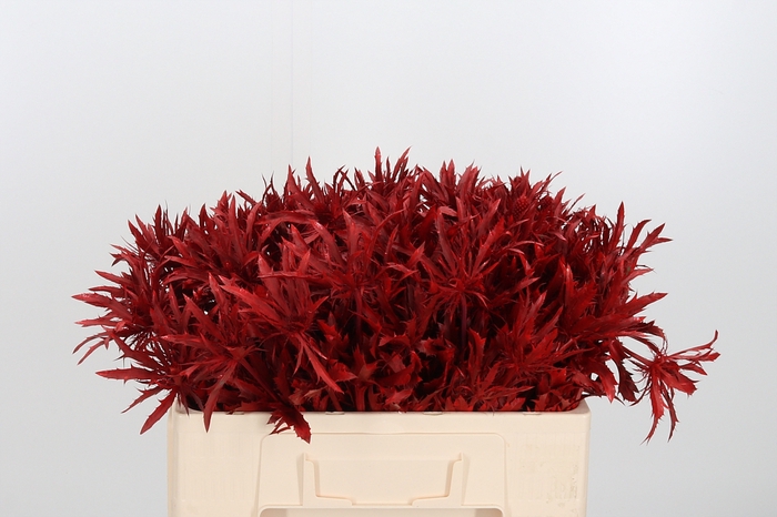 <h4>Eryn Supernova Kl Bh Rood</h4>