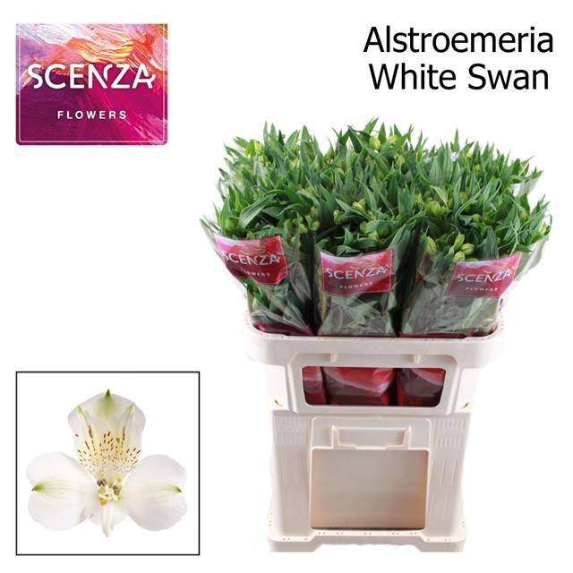 <h4>ALSTR WHITE SWAN</h4>