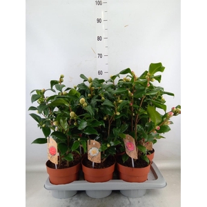 Camellia   ...mix 3