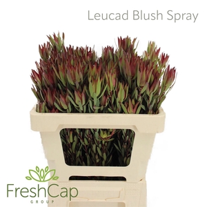 Leucad Blush Spray