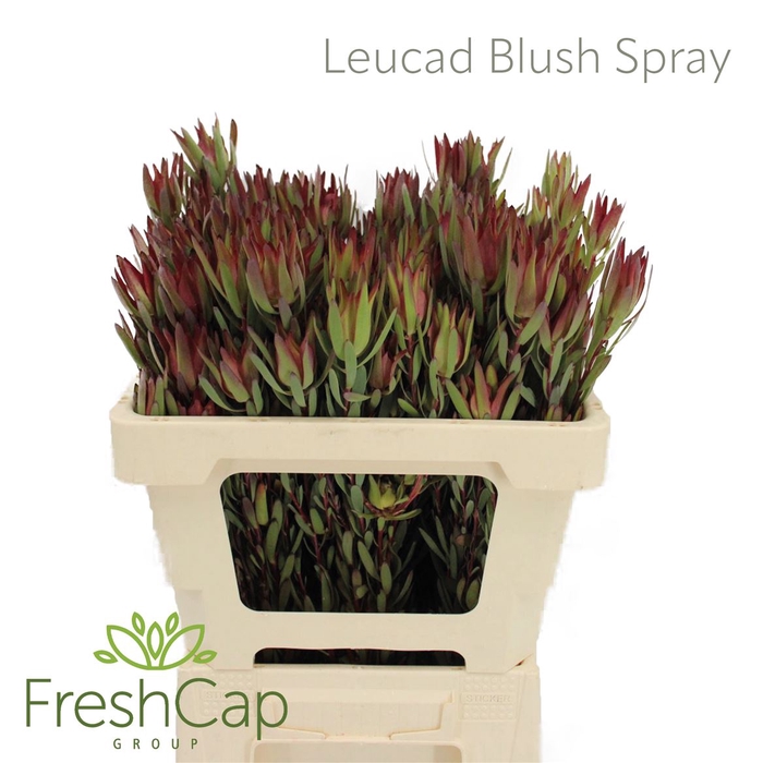 <h4>Leucad Blush Spray</h4>