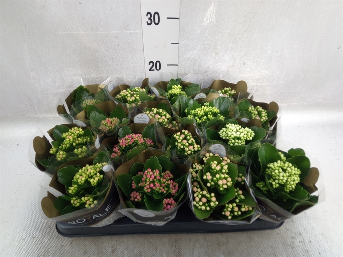 <h4>Kalanchoe blos. 'RoyalDon'   ..mix</h4>