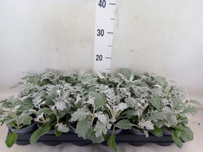 <h4>Jacobaea maritima</h4>