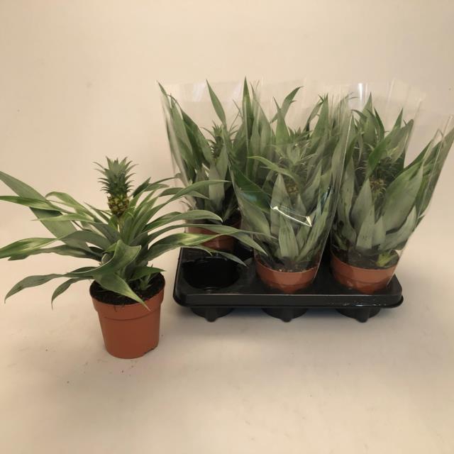 ANANAS MI AMIGO