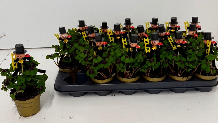 <h4>OXALIS DEPPEI</h4>