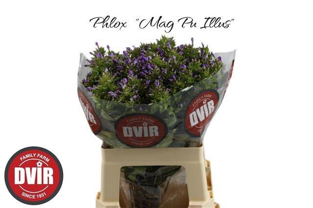 <h4>PHLOX P MAG PU ILLUS</h4>