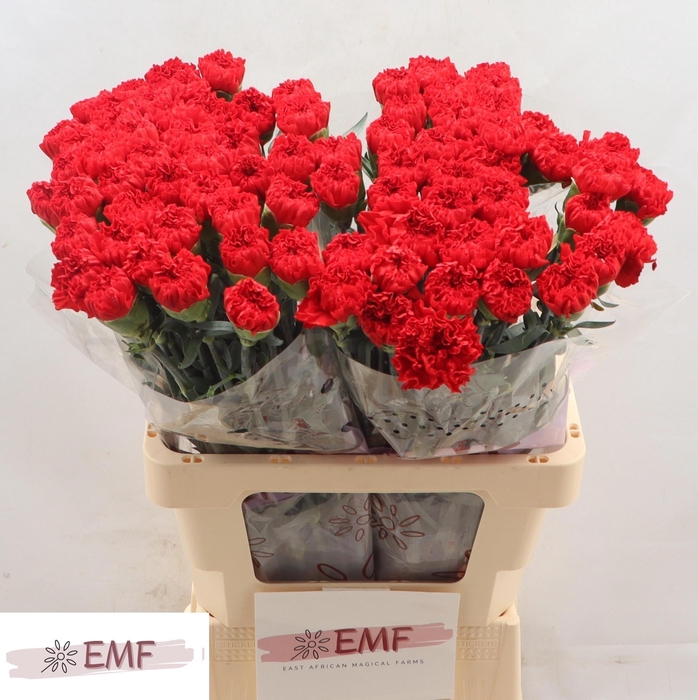 <h4>DI ST SPARTA+</h4>