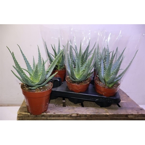 Aloe Arborescens