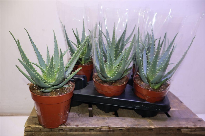 <h4>Aloe Arborescens</h4>