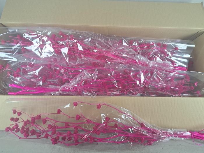 <h4>DF Lavatera Bs Erica 120g</h4>