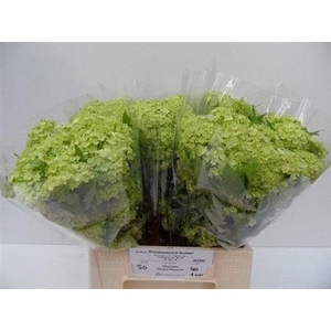 Viburnum Roseum St 40cm 4kop