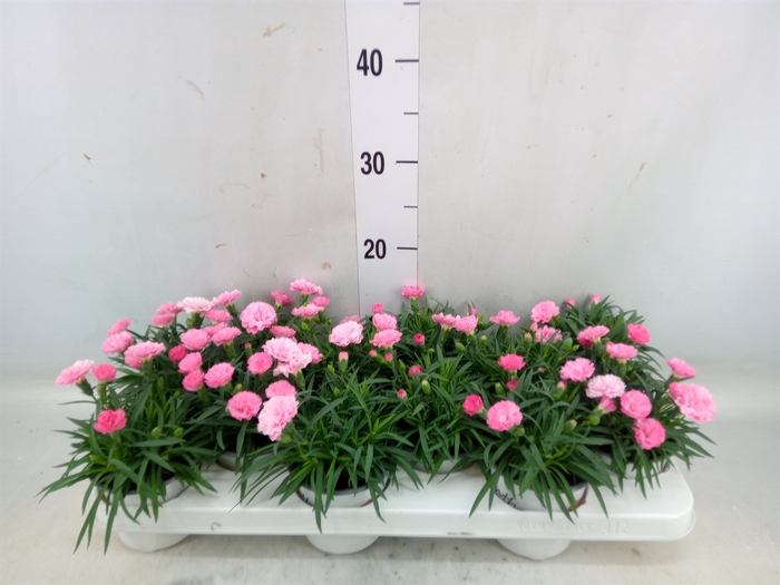 <h4>Dianthus  'I Love U'</h4>