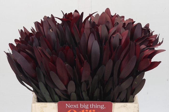 <h4>Leucadendron Saf Sunset Dark Red</h4>