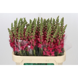 Antirrhinum majus 'Cannes Rose'