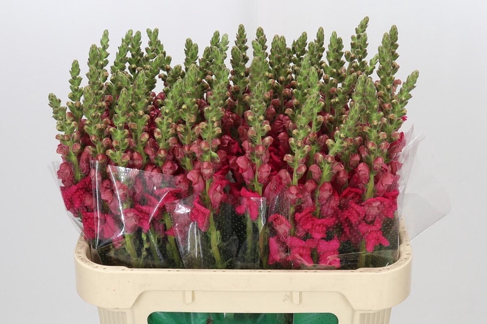 <h4>Antirrhinum majus 'Cannes Rose'</h4>