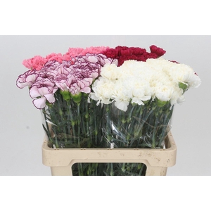 Dianthus St Mix