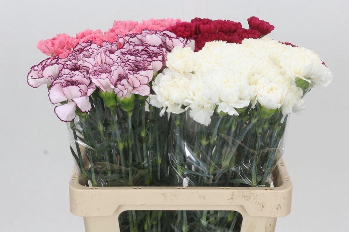 <h4>Dianthus St Mix</h4>