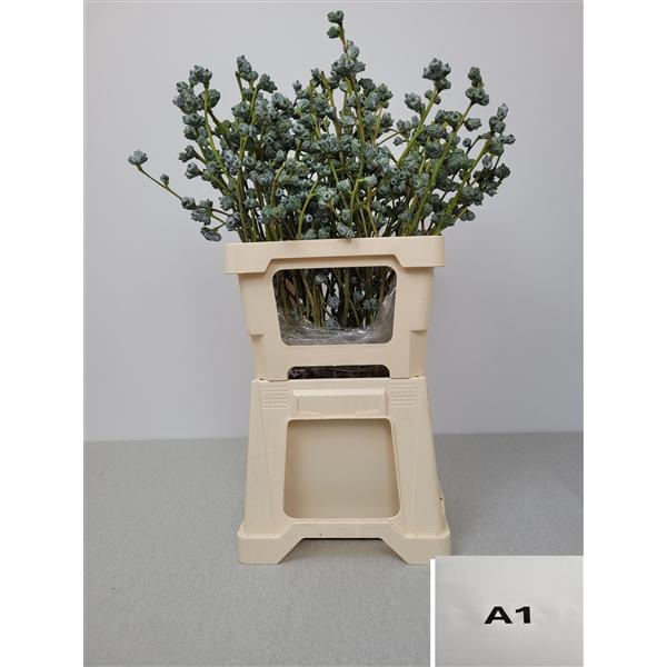 <h4>EUC GLOBULUS PB</h4>