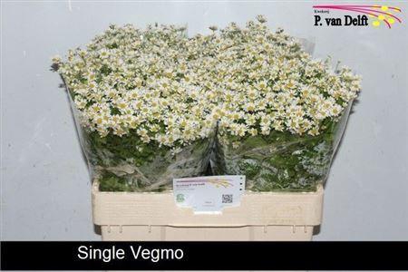 <h4>Tana Pa Single Vegmo</h4>