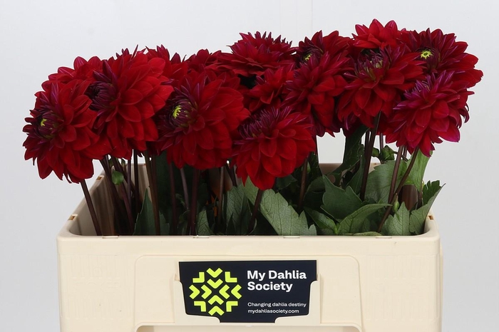 <h4>Dahlia Menorca</h4>