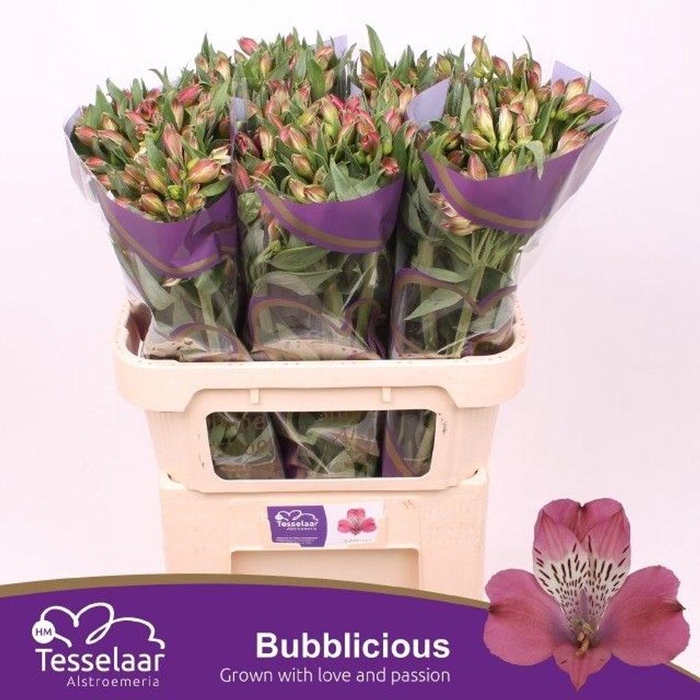 <h4>Alstroemeria bubblicious</h4>