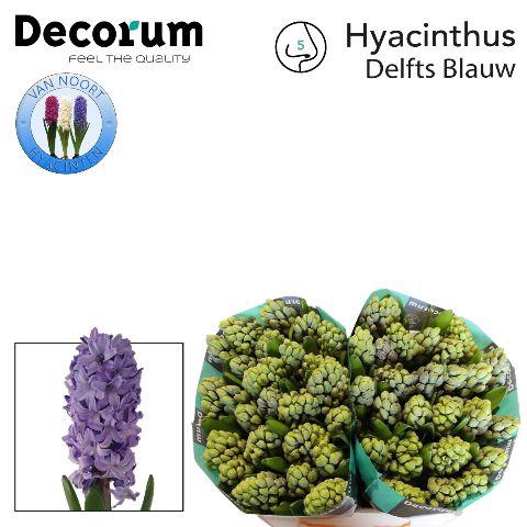 <h4>Hyac Delft Blue 2x25</h4>