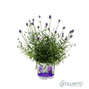 LAVANDULA ANGUSTIFOLIA