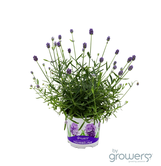 <h4>LAVANDULA ANGUSTIFOLIA</h4>