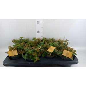 Peperomia angulata