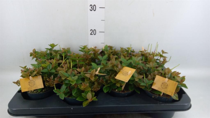 Peperomia angulata