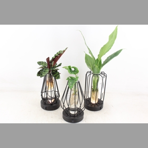arr3 VD - Turijn glas + led