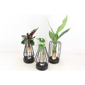 arr3 VD - Turijn glas + led