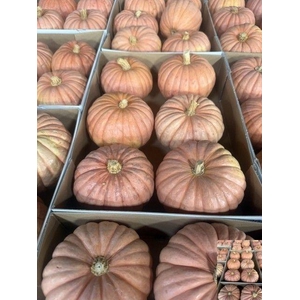 . Cucurbita Ov