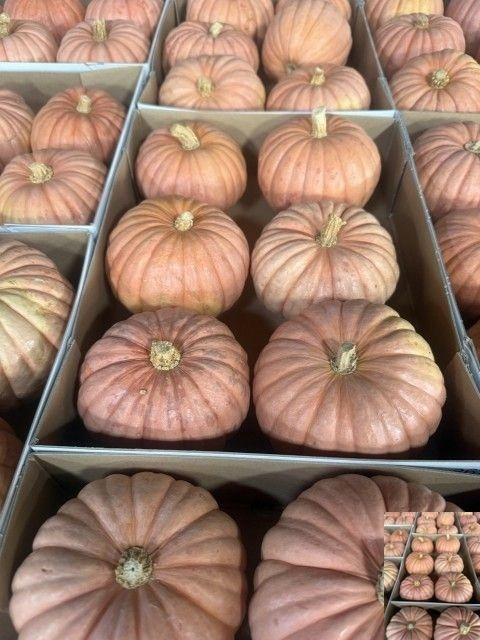 <h4>. Cucurbita Ov</h4>