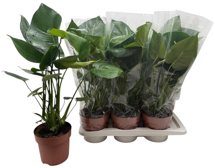 <h4>MONSTERA DELICIOSA</h4>