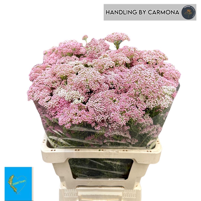 <h4>Ozoth Cooks Tall Pink</h4>