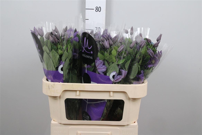 <h4>Clem Amazing Sofia</h4>