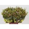 Kaaps Groen Cone Mix Large