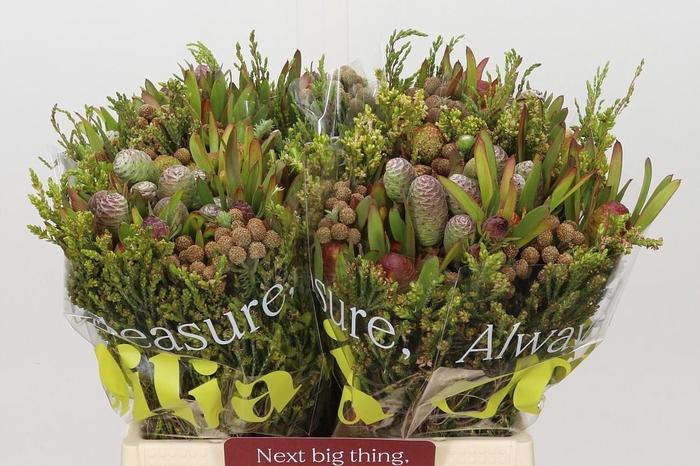 Kaaps Groen Cone Mix Large