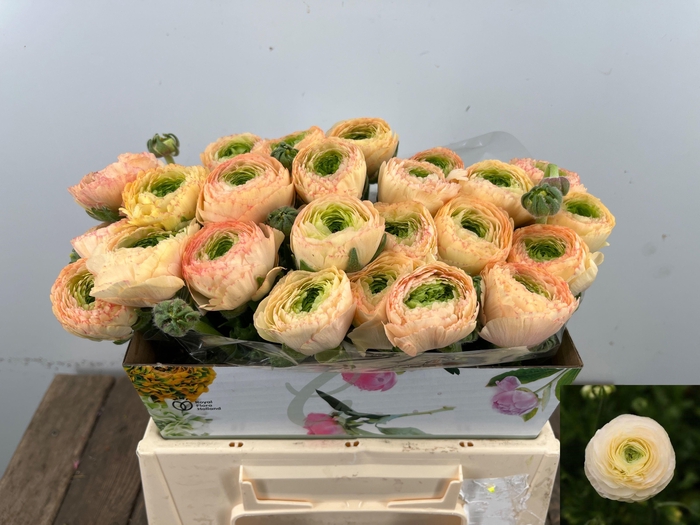 <h4>RAN SU GRAND PASTEL</h4>