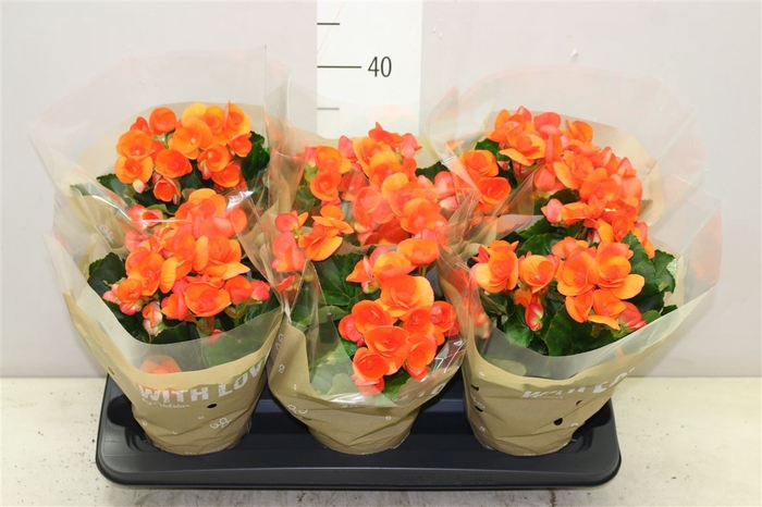 <h4>Begonia Du Oranje</h4>
