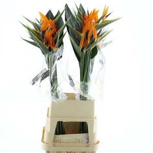 Strelitzia Reginae