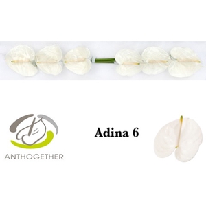 Anthurium Adina