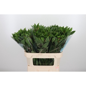 Alstroemeria Vixen 80 Gram