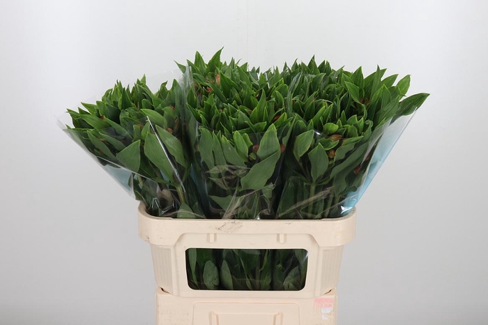 <h4>Alstroemeria Vixen 80 Gram</h4>